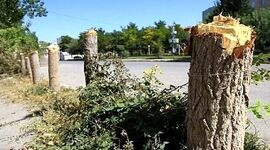 افشاگری جنجالی از پروژه جدید قطع درختان پارک سرخه حصار + تصاویر


