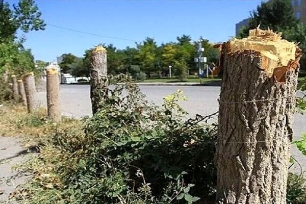 افشاگری جنجالی از پروژه جدید قطع درختان پارک سرخه حصار + تصاویر

