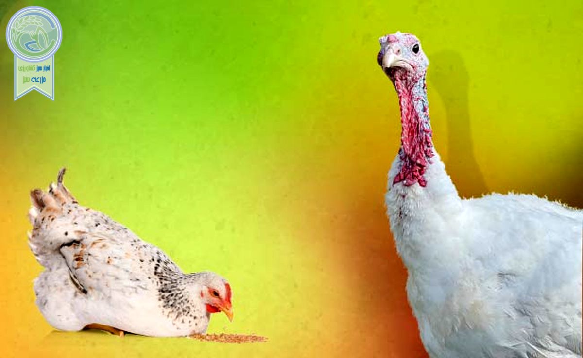 تفاوت‌های مدیریت پرورش بوقلمون و مرغ

