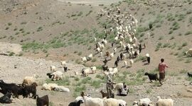 افزایش تولید گوشت عشایر به ۲۰۰۰ تن در سال

