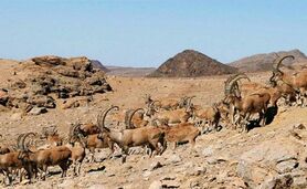  بز سرخ جبال بارز برای نخستین بار در ایران پایش شد

