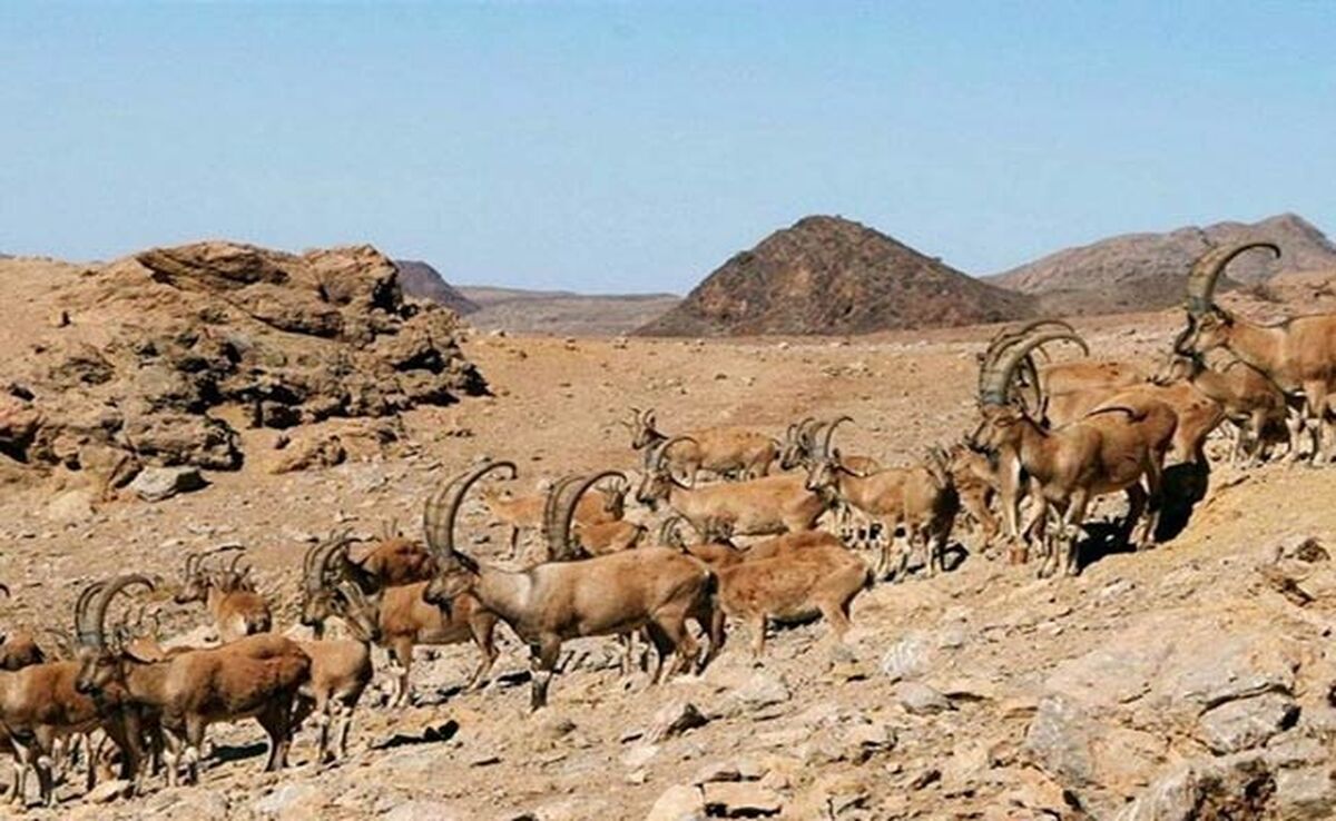  بز سرخ جبال بارز برای نخستین بار در ایران پایش شد

