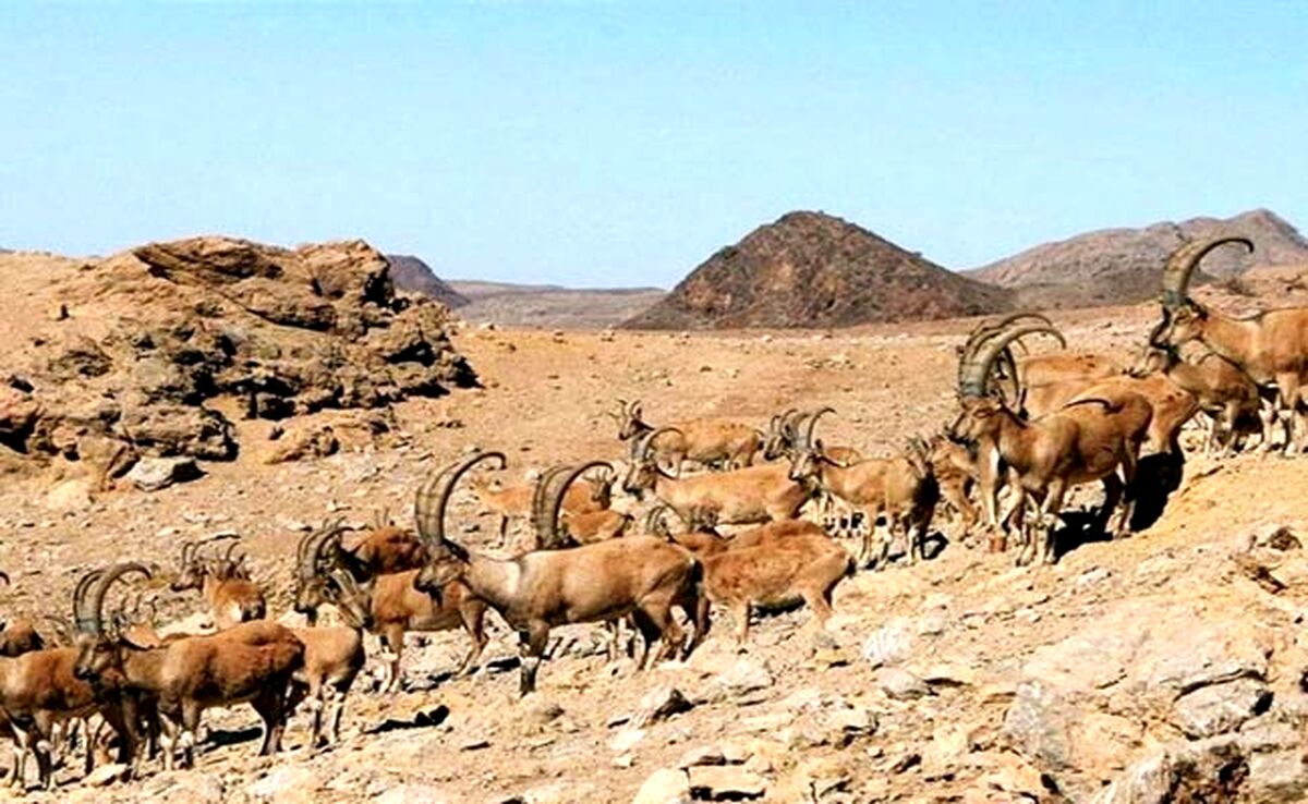  بز سرخ جبال بارز برای نخستین بار در ایران پایش شد


