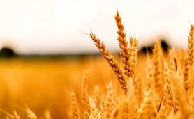 قیمت خرید تضمینی جو ۱۰ هزار تومان شد

