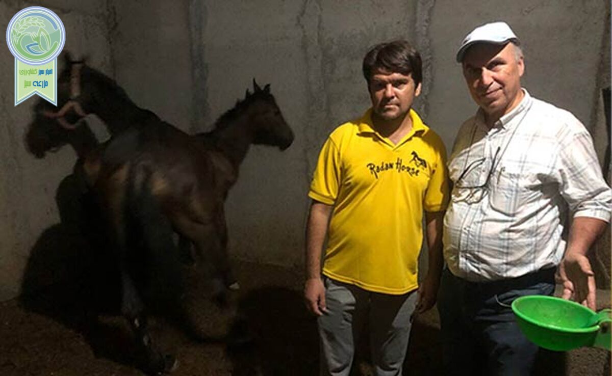 ابتکار جالب در استفاده از آب سبز برای پرورش اسب+ ویدئو

