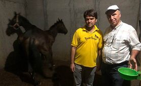 ابتکار جالب در استفاده از آب سبز برای پرورش اسب+ ویدئو

