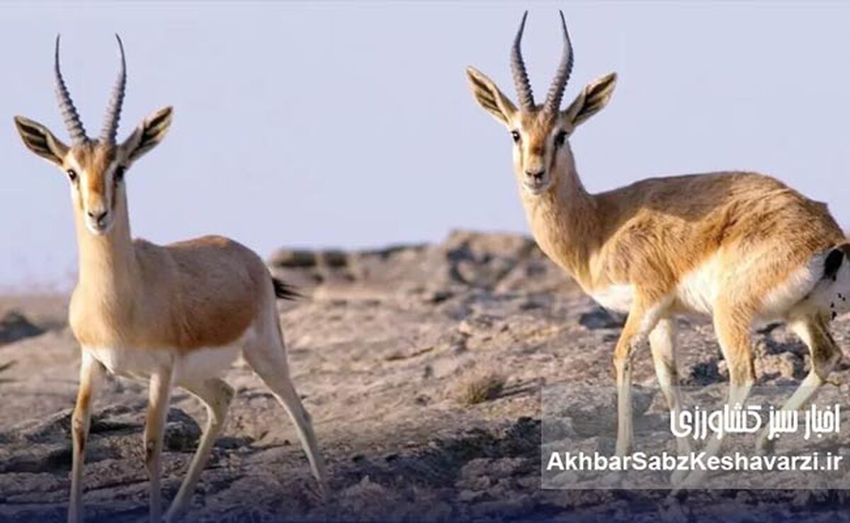 ردپای جنگ در سرزمین غزال؛ زخم‌های پنهان میشداغ