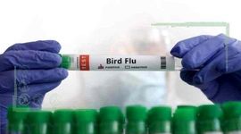 آماده باش برای آنفلوآنزای مرغی