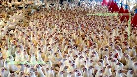 تولیدات در بخش دام و طیور تخصصی شده