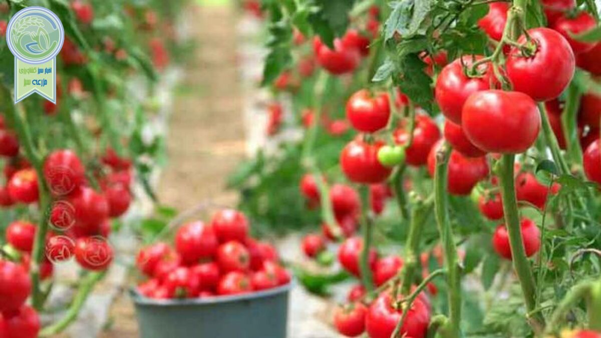 چرایی افزایش قیمت گوجه فرنگی