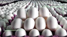 افزایش ۵ هزار تنی تولید ماهانه تخم‌مرغ تا پایان سال