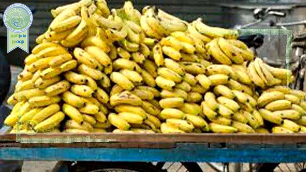 قیمت موز متعادل می‌شود