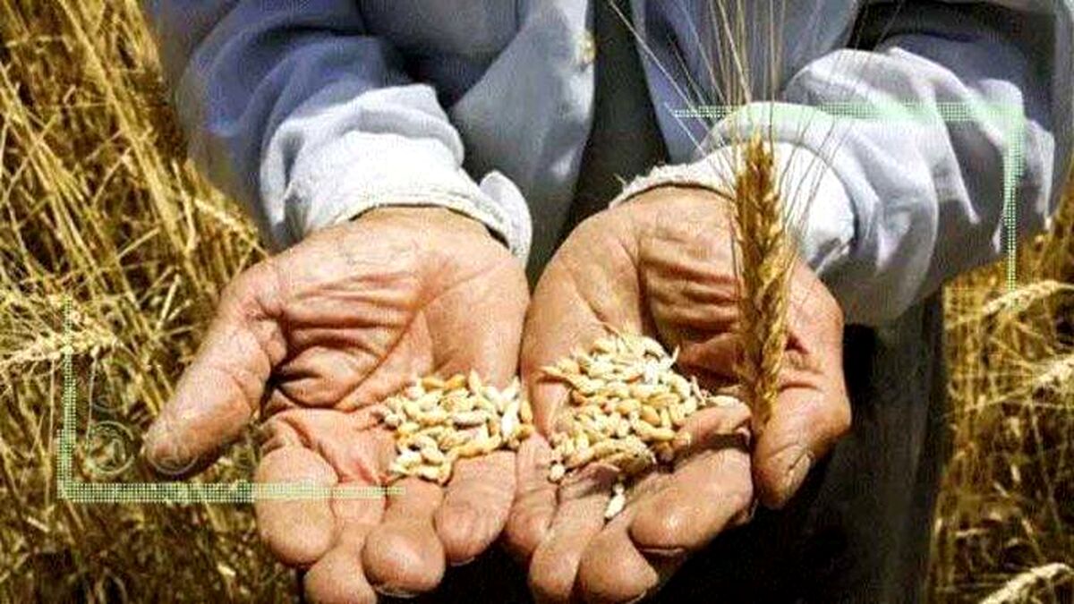 کشاورز پولی برای خرید بذر ندارد!