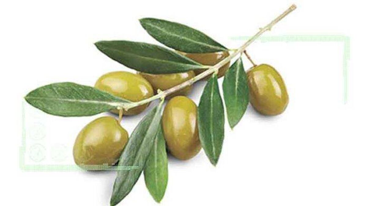 انتخاب ایران به ریاست شورای بین‌المللی زیتون
