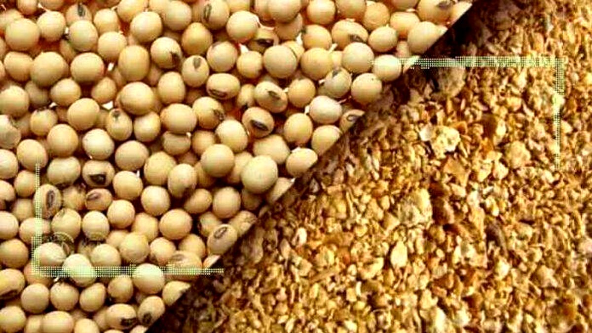  حمل و ترخیص روزانه بیش از ۱۵ هزارتن کنجاله سویا