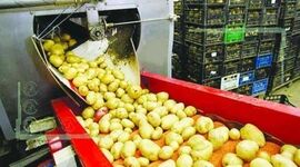 توسعه صنایع راهی برای کاهش ضایعات کشاورزی