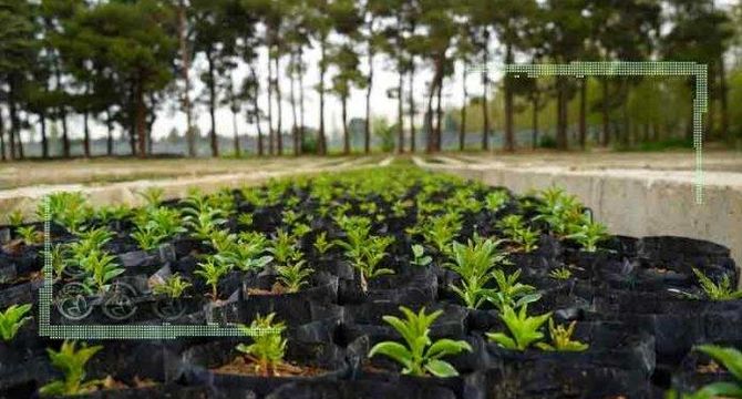 تولید ۲۴۸ میلیون نهال برای طرح کاشت یک میلیارد درخت