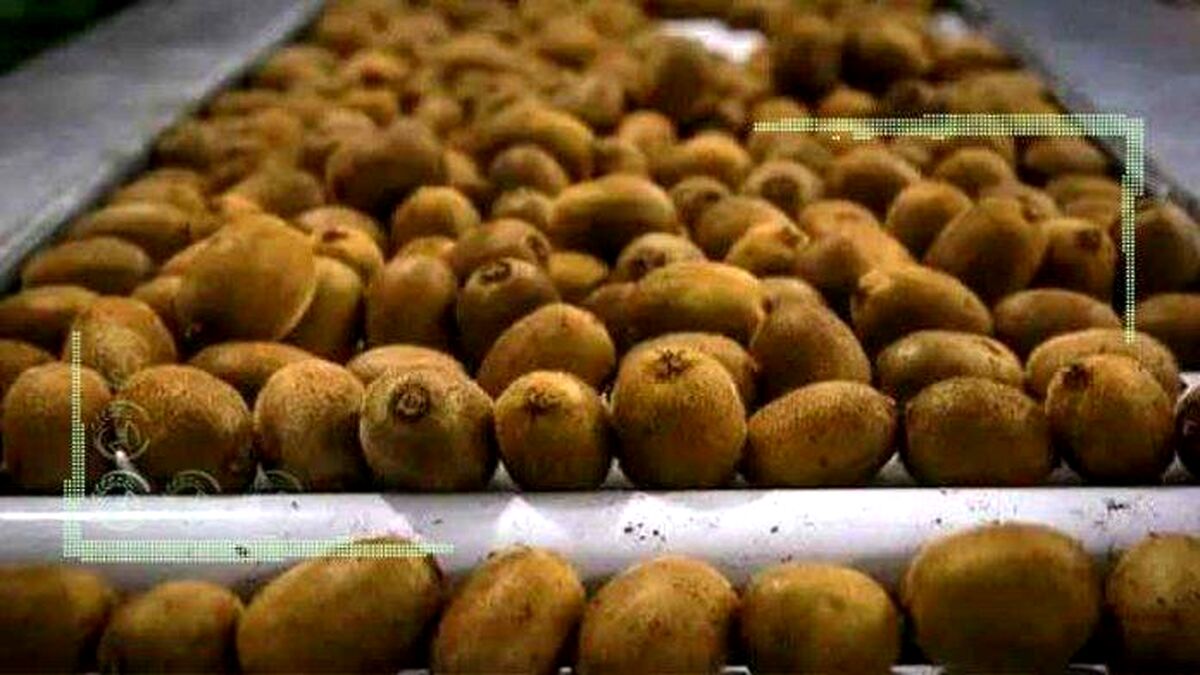 محدود کردن شرکت های صادرکننده کیوی برای صادرات هدفمند