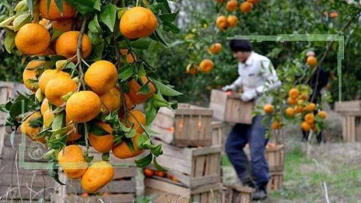 حال باغدار مازندرانی ناخوش است