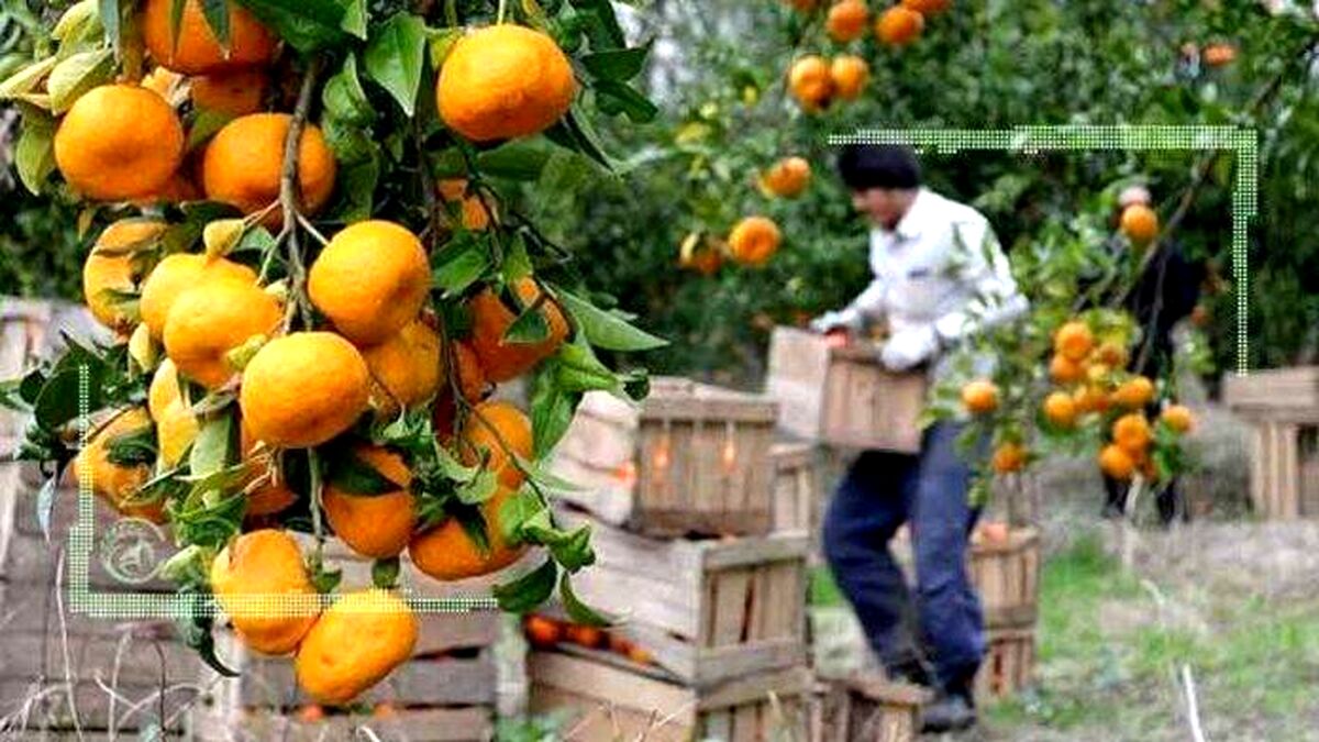 حال باغدار مازندرانی ناخوش است