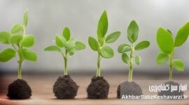کشت توأم گیاهان؛ راهکاری طبیعی برای کاهش مصرف کود شیمیایی