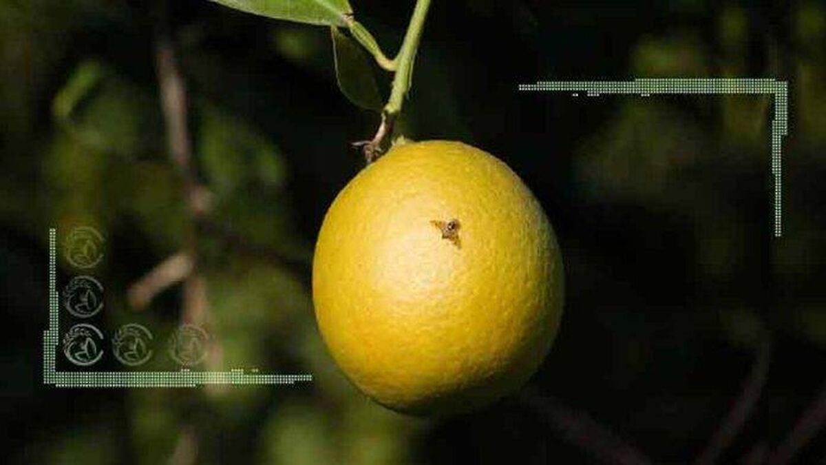 مگس مدیترانه‌ مهمان ناخوانده باغات جیرفت