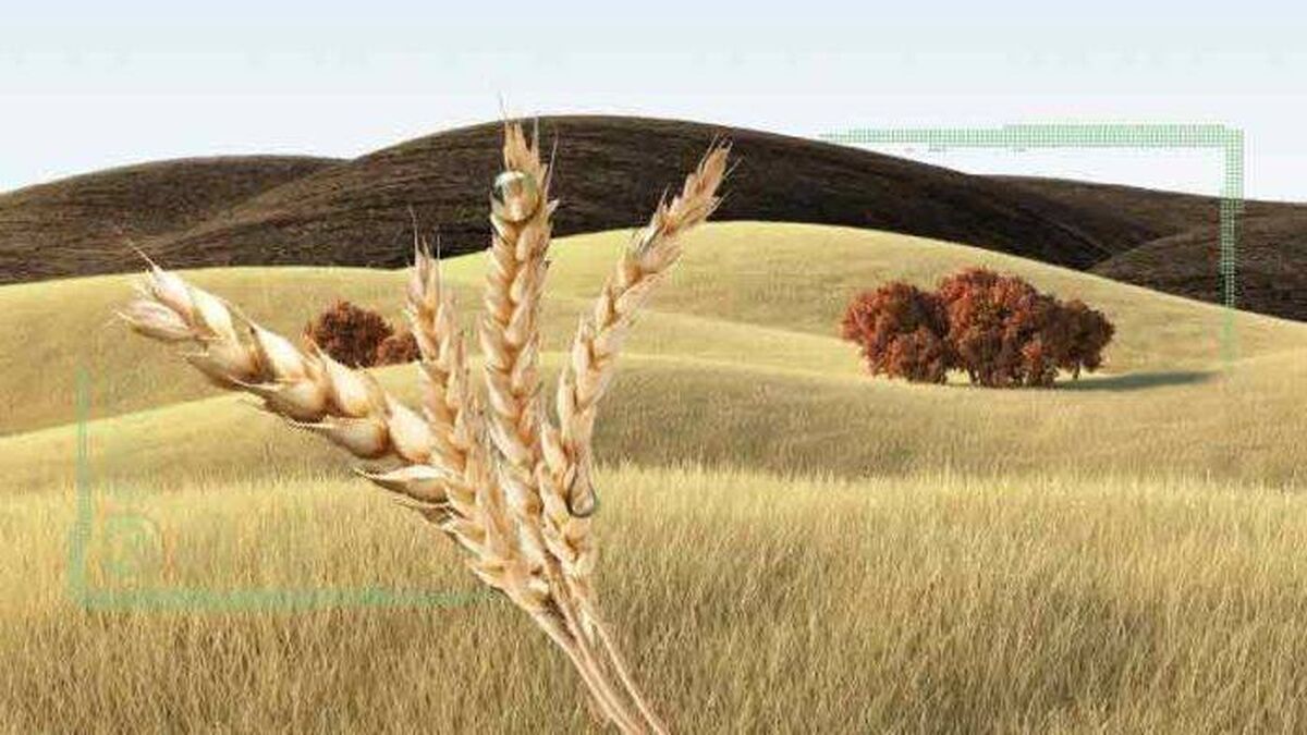 جهش تولید در دیم‌زارها شاه‌بیت خودکفایی گندم