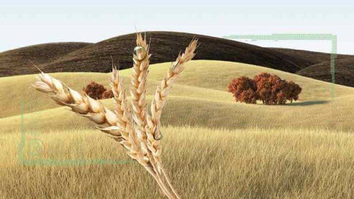 جهش تولید در دیم‌زارها شاه‌بیت خودکفایی گندم