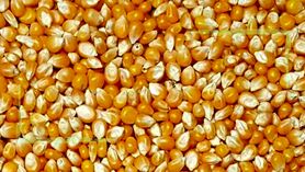 عقب‌نشینی قیمت جهانی ذرت