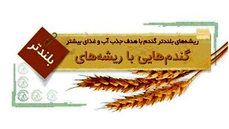 گندم‌هایی با ریشه‌های بلندتر
