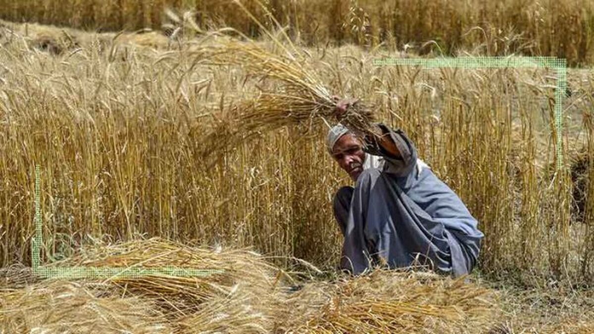 سیستان، البرز و قم پیشتاز در تحقق برنامه کشاورزی قراردادی