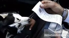ممنوعیت سگ‌ گردانی؛ تصمیمات رعدآسا یا درک واقعیت اجتماعی؟
