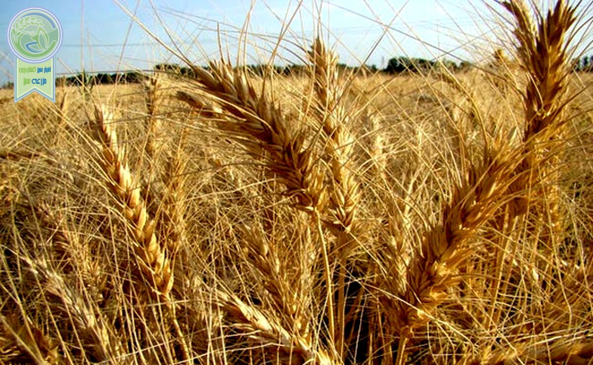 وسعت زیاد مزارع کشاورزی تاییدکننده مصرف بهینه آب است

