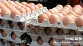 چرا تخم‌مرغ ۲۵۰ هزار تومانی شد؟ ریشه جهش ۶۰ درصدی قیمت و شکاف مصوب تا مصرف در بازار نهاده و توزیع