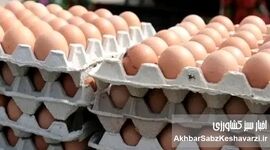 چرا تخم‌مرغ ۲۵۰ هزار تومانی شد؟ ریشه جهش ۶۰ درصدی قیمت و شکاف مصوب تا مصرف در بازار نهاده و توزیع