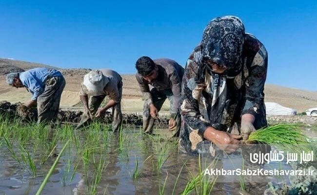 بیماری «تب شالیزار» را بیشتر بشناسیم