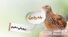 درآمد پرورش بلدرچین؛ یک فرصت شغلی واقعی با سرمایه کم؟