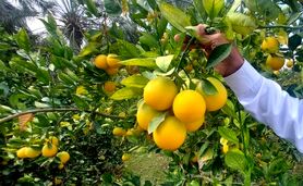 ذخیره سازی 17 هزار تن مرکبات در ساری

