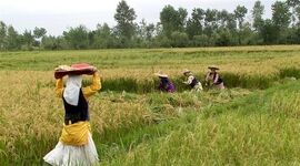 نظر وزیر کشاورزی آمریکا درباره نحوه استفاده سویا و ذرت ایران 
