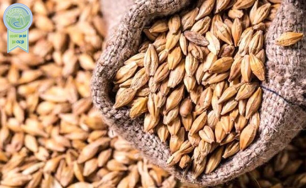 قیمت نهاده های دامی و محصولات کشاورزی ۳۱ اردیبهشت ۱۴۰۳+ جدول


