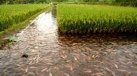 تلفیق کشاورزی و پرورش ماهی+ ویدئو

