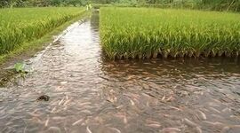 تلفیق کشاورزی و پرورش ماهی+ ویدئو


