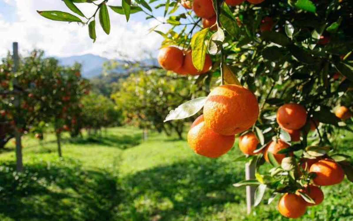 برنامه تغذیه اختصاصی مرکبات؛ رازهای درشت شدن میوه و جلوگیری از ریزش