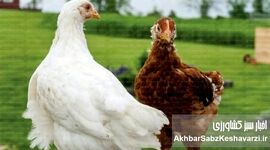 پایداری صنعت مرغداری؛ چگونه؟