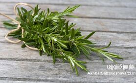 ۷ مکمل طبیعی که در هوای سرد عملکرد مغز را تقویت می‌کنند