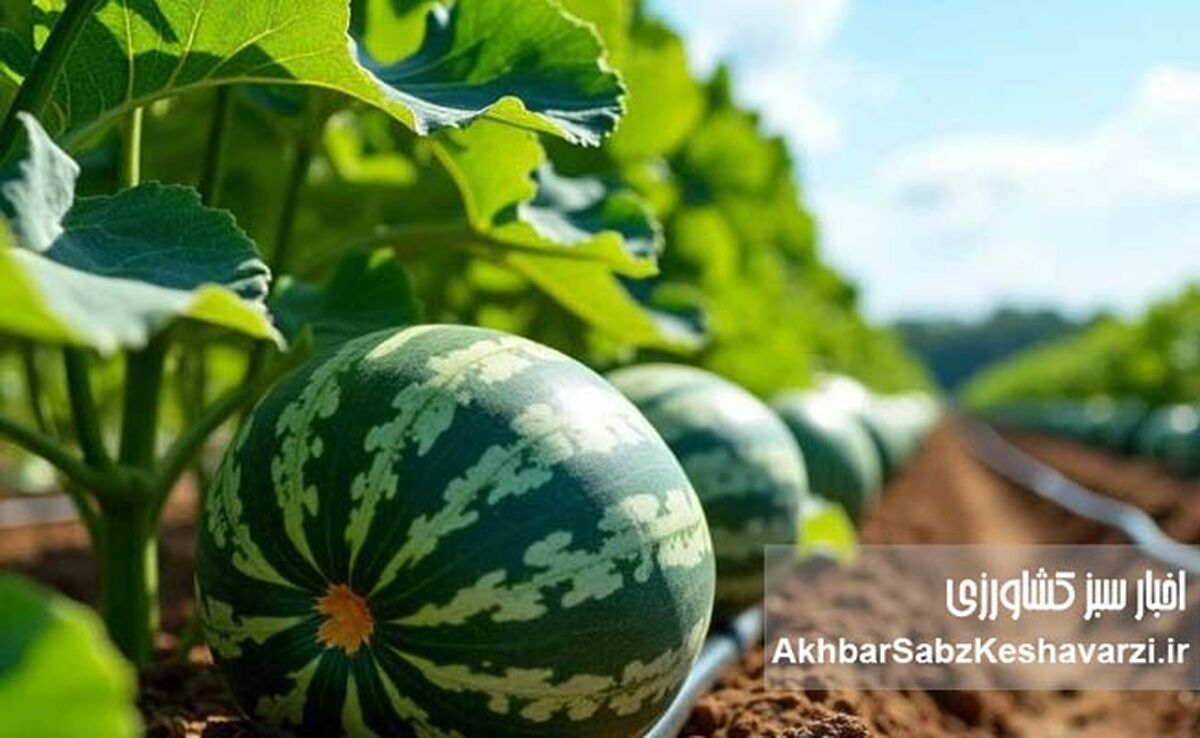 فروش آب به کشورهای همسایه: یارانه‌های پنهان ایرانی، هدیه به همسایگان!