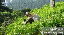 روز جهانی چای؛ از عطر لاهیجان تا پیوند انسان با خاک سالم