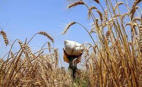 پیش بینی تولید حدود ۱۵ میلیون تن گندم در سال جاری

