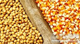 بازار نهاده‌ها در پیچ بزرگ؛ شفافیت یا شکل تازه‌ای از رانت؟
