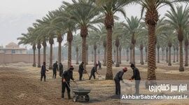 آیا حذف کوددهی در زمان تشکیل میوه تصمیم درستی است؟
